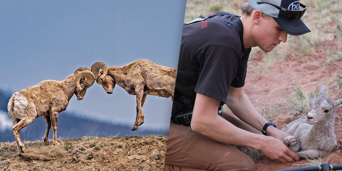 Collage of wild bighorn sheep with a big game researcher Collage of wild bighorn sheep with a big game researcher